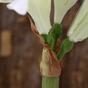 Umelá vetva Amaryllis biela 55 cm