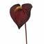 Umelá vetva Antúria burgundy 55 cm