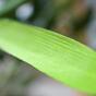 Umelá vetva Bambus 60 cm