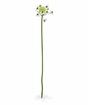 Umelá vetva Bledavka arabská biela 72 cm