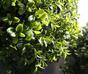 Umelá vetva Buxus 50 cm