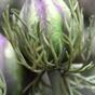 Umelá vetva Černuška zeleno-fialová 55 cm