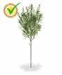 Umelá vetva Crossostephium 45 cm