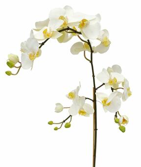 Umelá vetva Orchidea biela 110 cm
