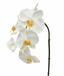 Umelá vetva orchidea biela 55 cm