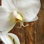 Umelá vetva orchidea biela 55 cm