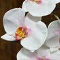 Umelá vetva Orchidea ružovo-biela 55 cm
