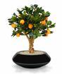 Umelý bonsai Citrónovník pomarančový 65 cm