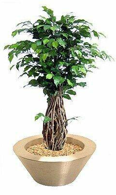Umelý bonsai Fikus Liana 100 cm