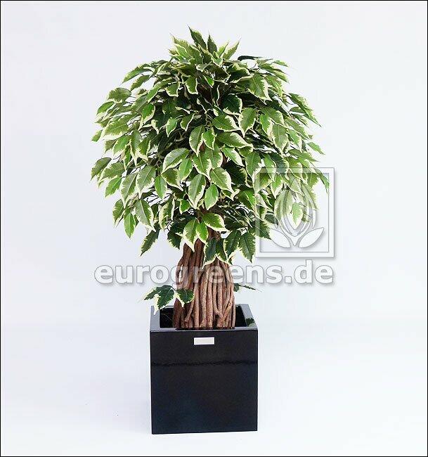 Umelý bonsai Fikus Liana 100 cm