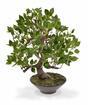 Umelý bonsai Fikus Wiandi 45 cm