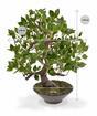 Umelý bonsai Fikus Wiandi 45 cm