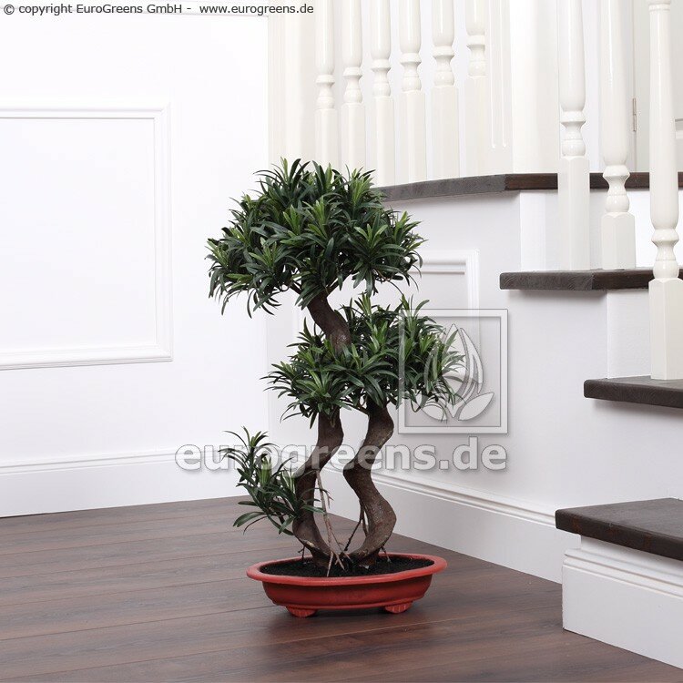Umelý Podocarpus bonsai 65 cm - 2 korunky listov