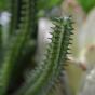 Umelý kaktus Euphorbia 20 cm