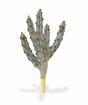 Umelý kaktus Tetragonus Hnedý 35 cm