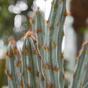 Umelý kaktus Tetragonus Hnedý 35 cm