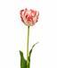 Umelý kvet Tulipán červeno-biely 70 cm