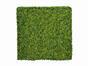 Umelý listnatý panel Buxus - 50x50 cm