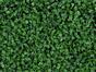 Umelý listnatý panel Buxus - 50x50 cm