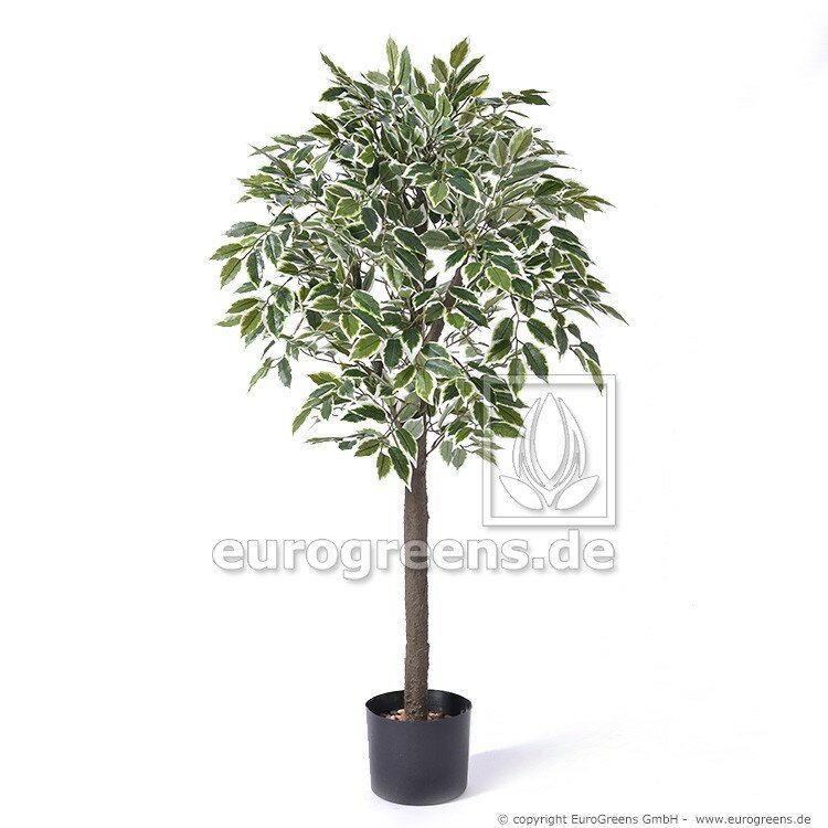 Umelý strom Jade Ficus - zeleno krémový 90 cm