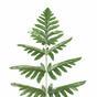 Umelý strom Papraď 150 cm