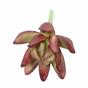 Umelý sukulent lotos Crassula Capitella 10 cm