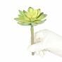 Umelý sukulent lotos Guanyin 13,5 cm