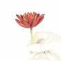 Umelý sukulent lotus Eševéria bordový 10,5 cm