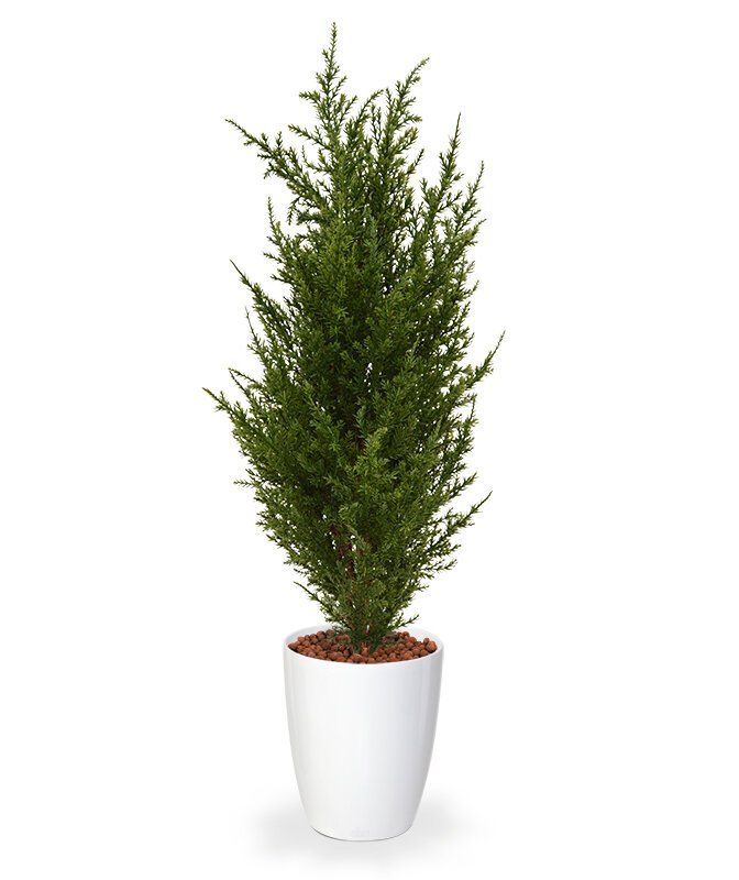 Umelý Cyprus 50 cm